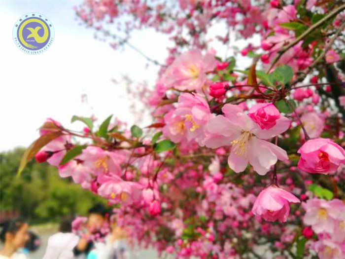 春風(fēng)依舊，又是一年桃花香(圖2)